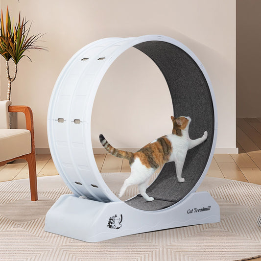 Grace in Motion: Why Your Cat Needs Room to Run (Even Indoors)