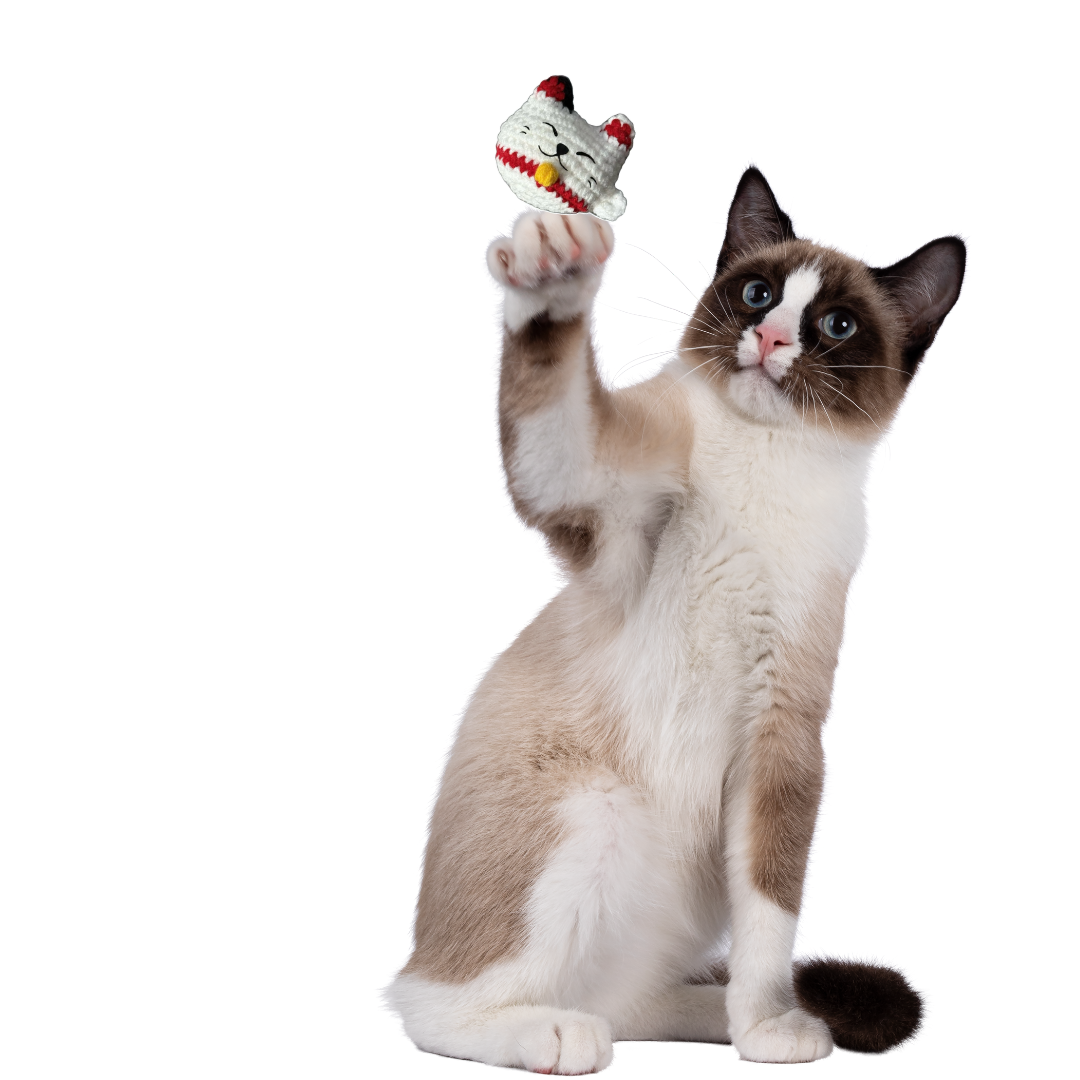 Cat playing with a small lucky cat shaped Chunkle Chunk cat toy on a white background