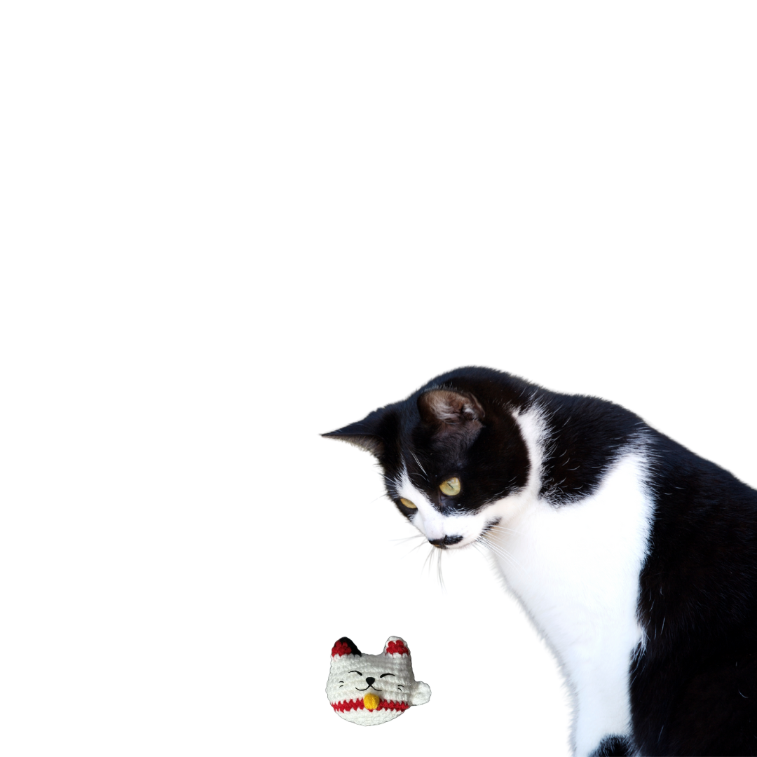 Black and white cat looking at a small woven cat toy shaped like a Japanese lucky cat on a white background
