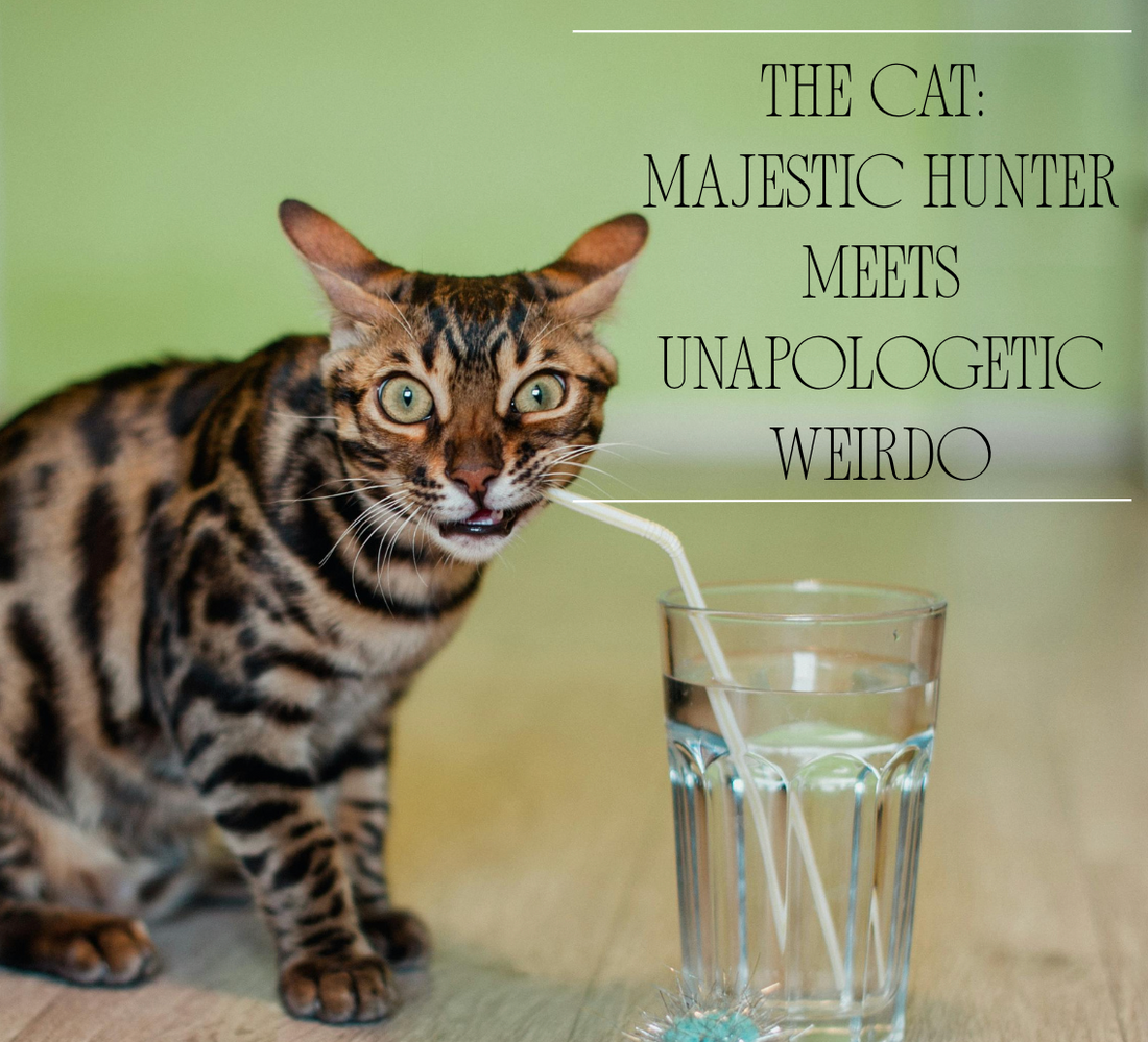 What Your Cat Actually Thinks of You (The Research Will Surprise You)