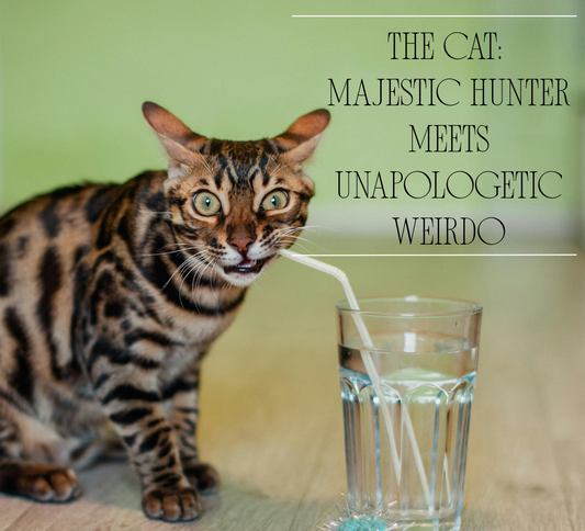 What Your Cat Actually Thinks of You (The Research Will Surprise You)