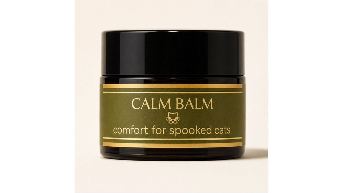 Natural Ways to Reduce Cat Anxiety: 7 Steps - Feline Grove