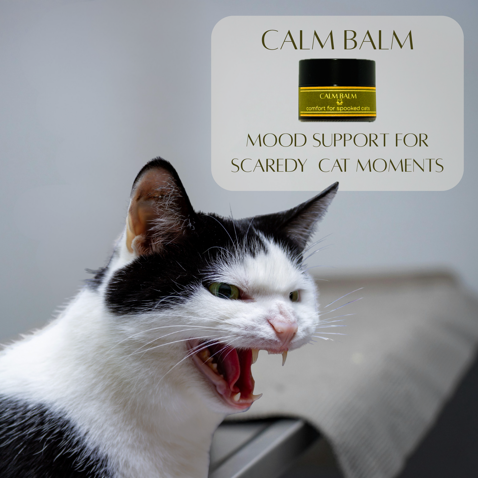 ad for Feline Grove's Calm Balm with angry cat and the text "mood support for scaredy cat moments"