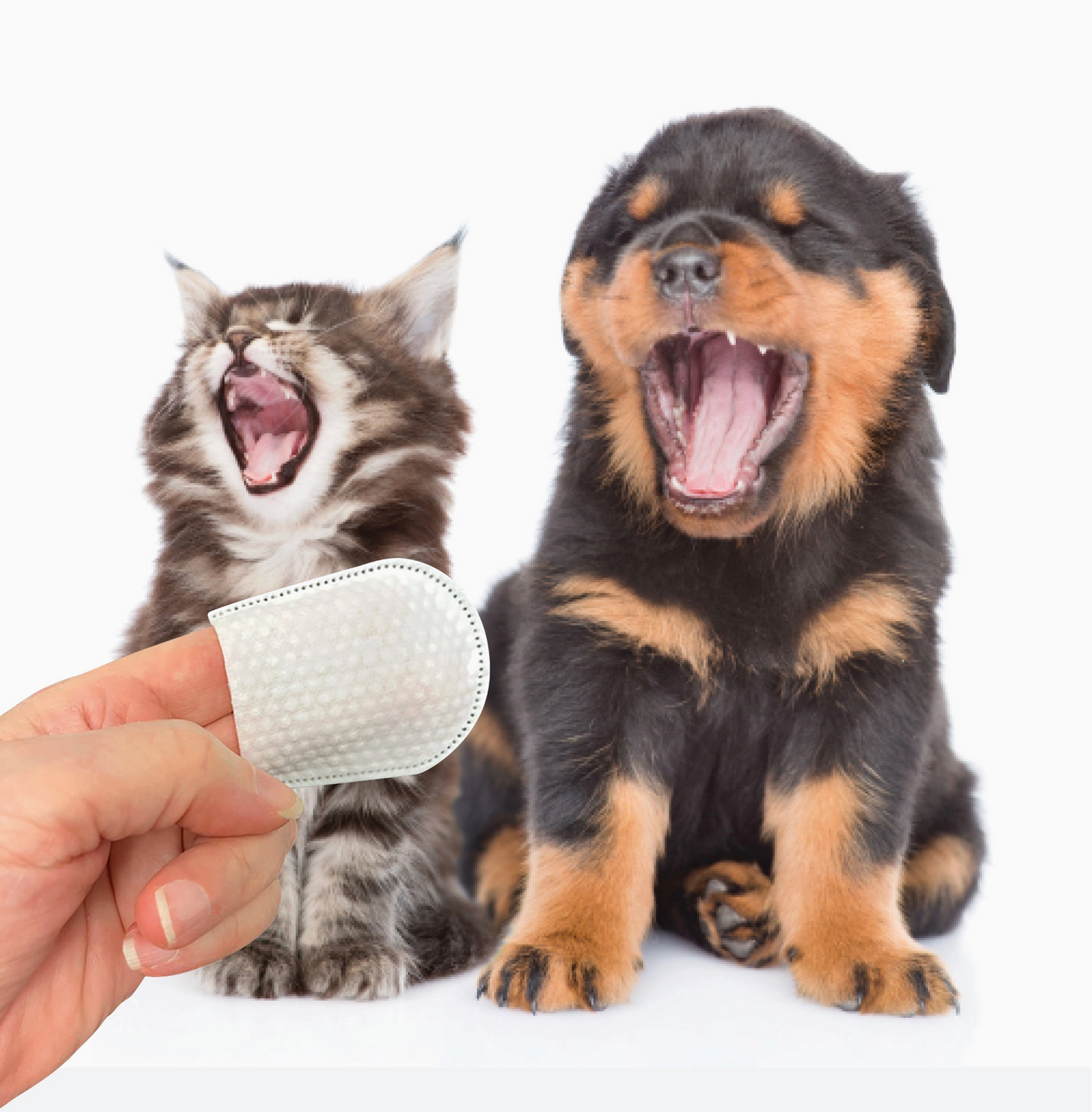 Dental Wipes For Cats