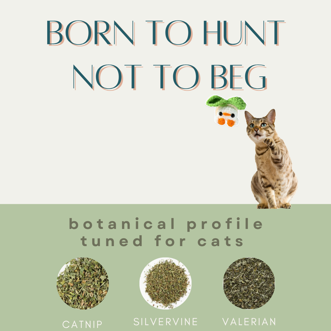 Catnip product packaging with a cat and the Gus Plus chunkle toy with text 'Born to Hunt Not to Beg' on a light green background.