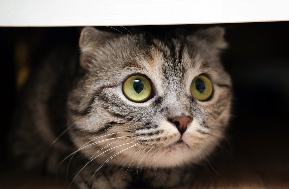 Cat peeking out from behind a dark corner